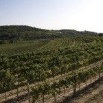 Kabola Winery