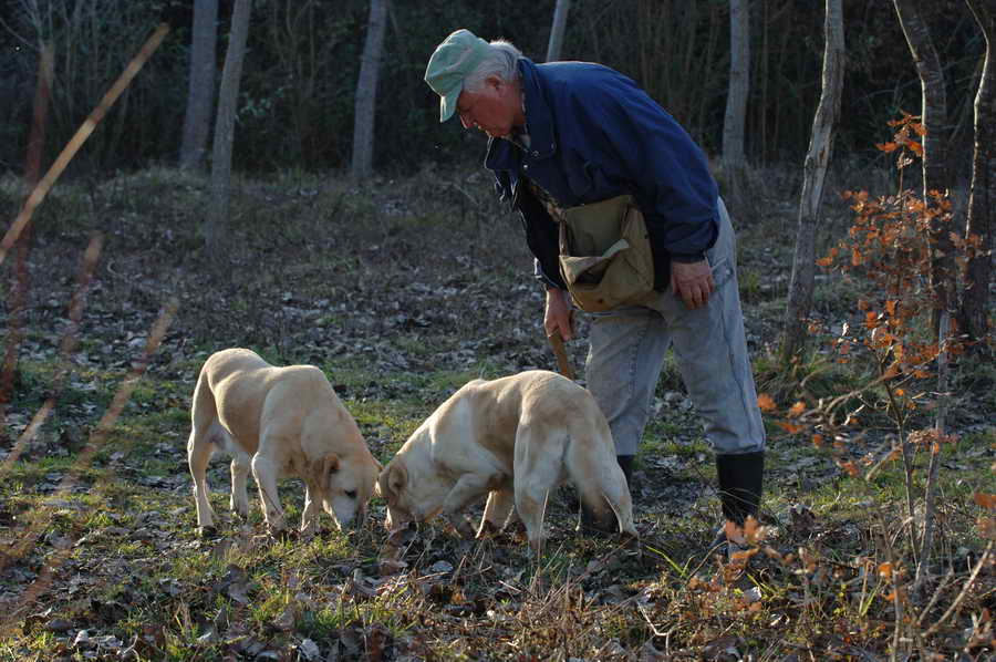 truffle, hunting