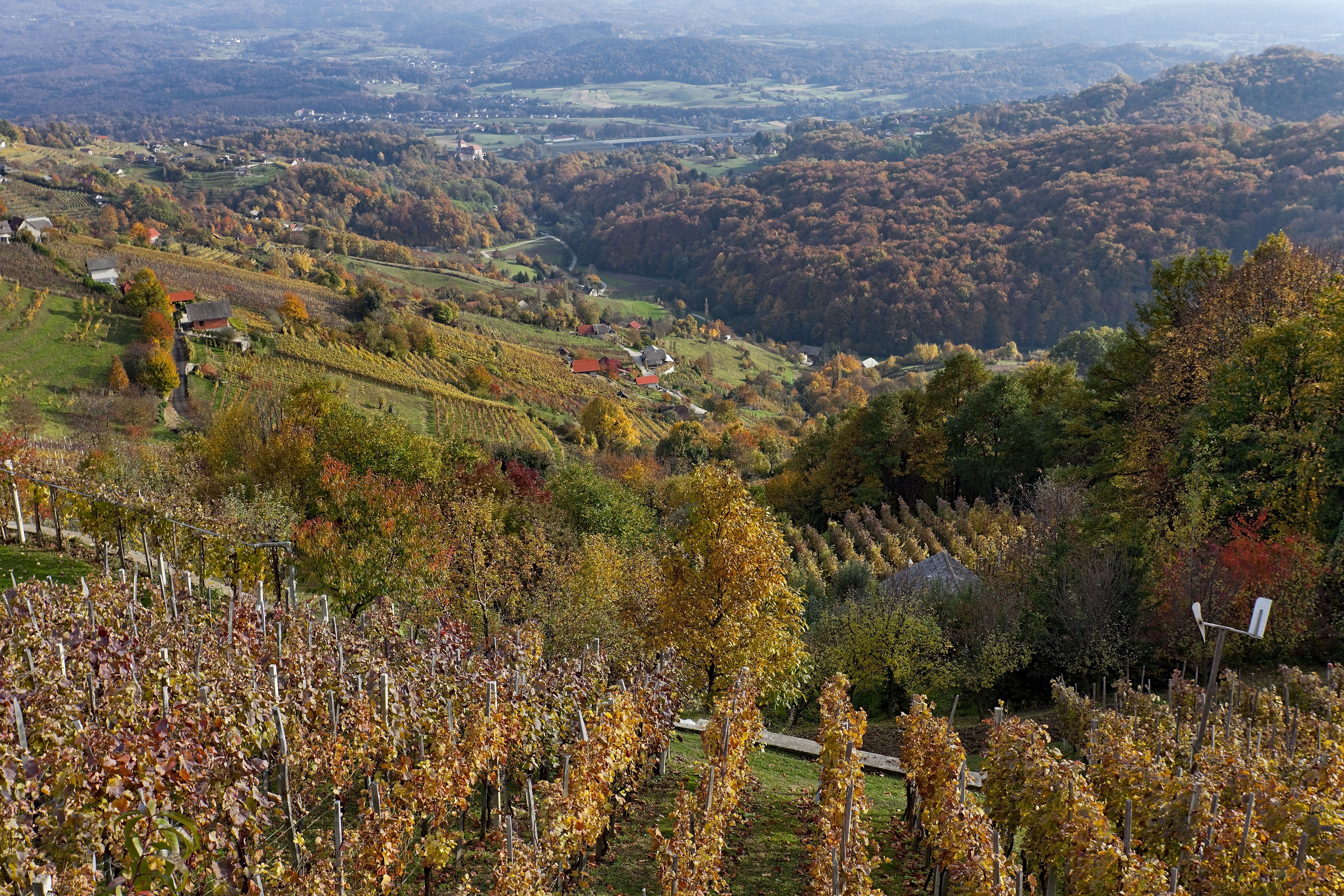 vineyards, slovenia