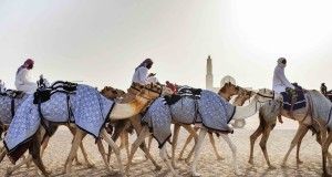 dubai, culture, camels