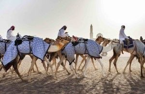 dubai, culture, camels