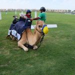 Dubai – Camel Polo
