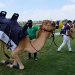 Dubai – Camel Polo 3