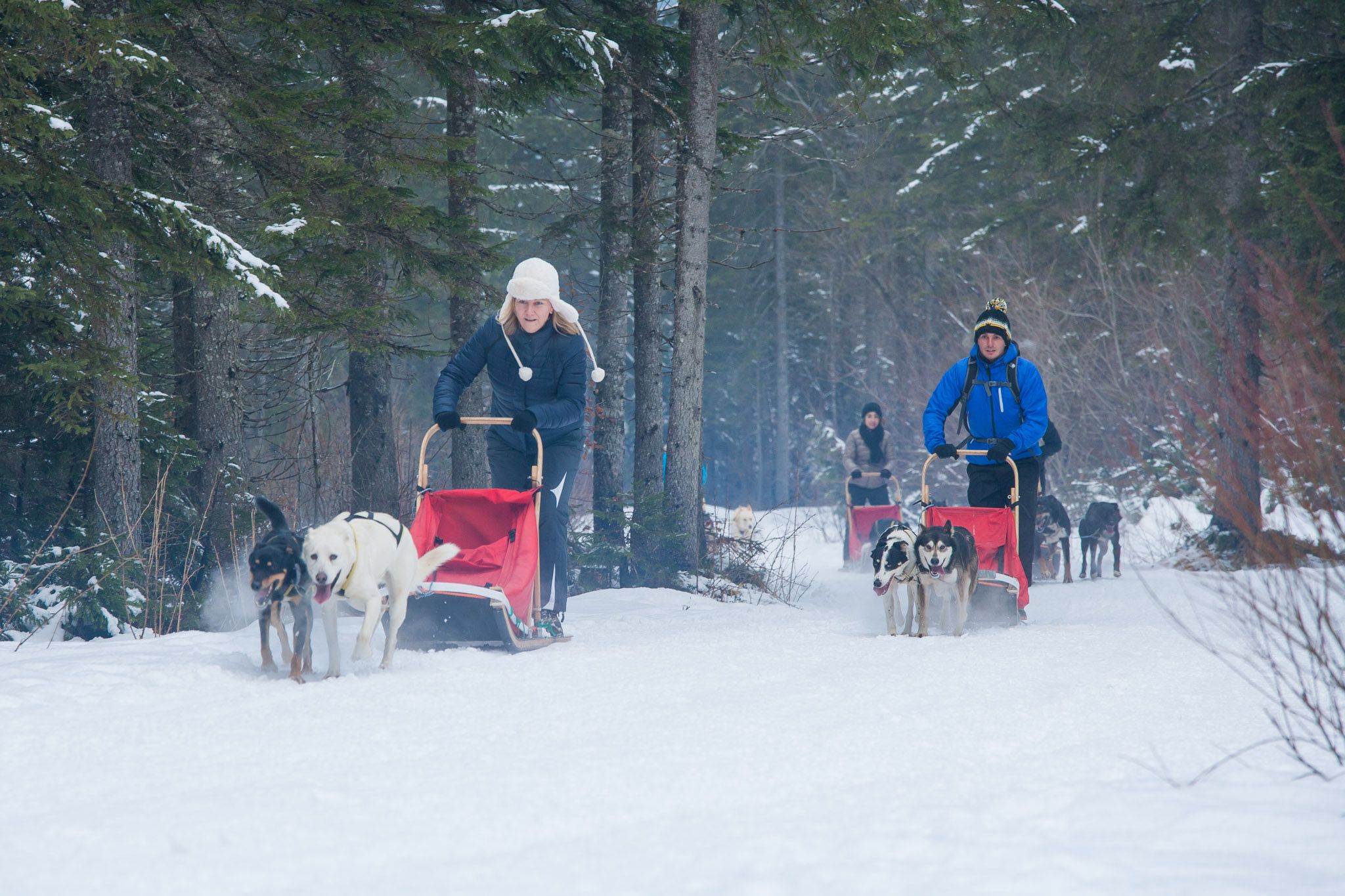 Dog sledding Alpine Slovenia Intours KONGRES Europe Events and
