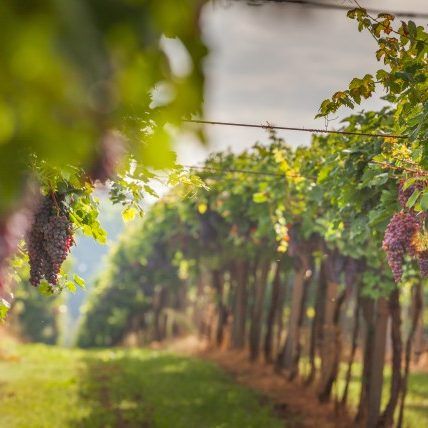 wine-tasting-from-own-vineyard-kopija