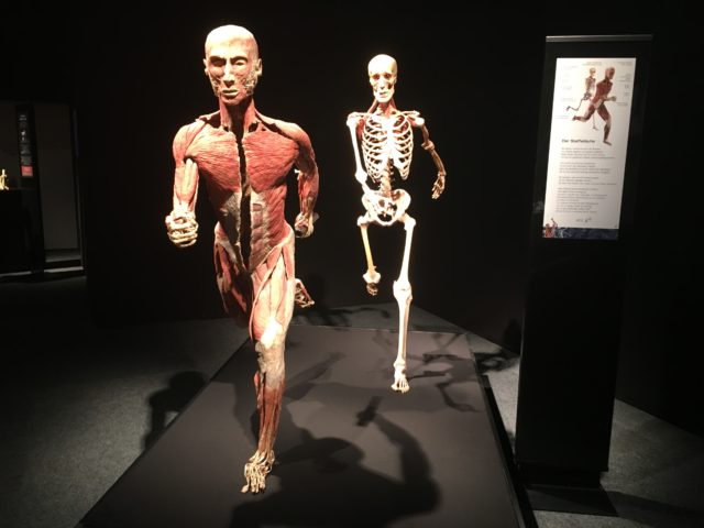 BodyWorlVital_Graz_2017_mp (5)