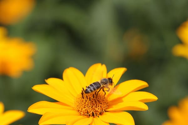 maribor-pohorje-world-bee-day