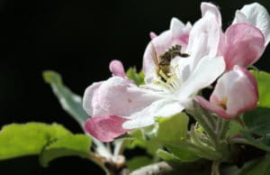 maribor-pohorje-world-bee-day
