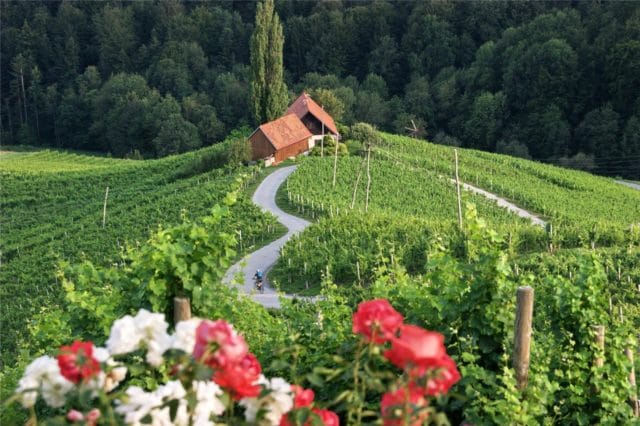 maribor_svecina-vineyards