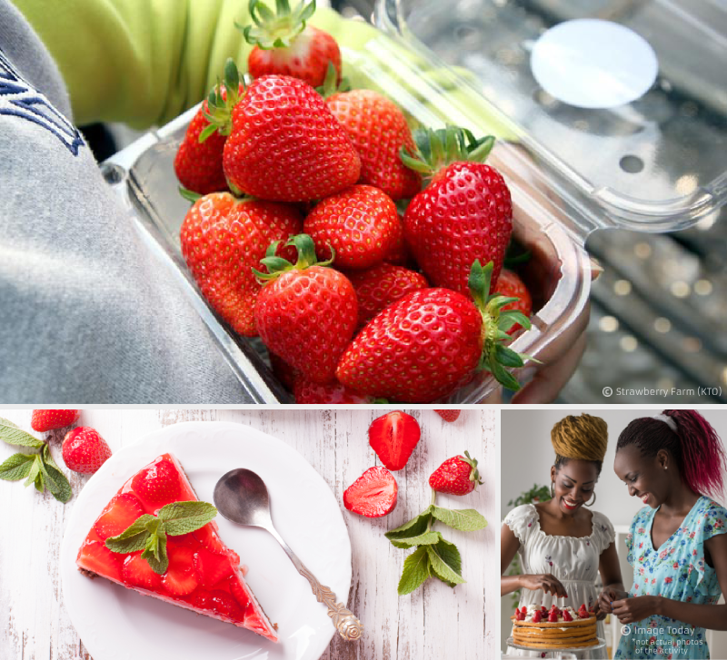 strawberry_farm_korea