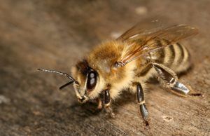 Carniolan Bee
