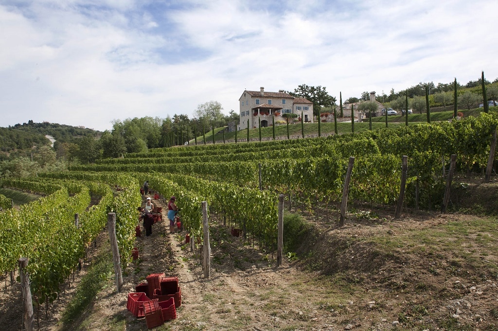 kabola_winery_harvest