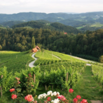 Maribor – vineyards Svecina