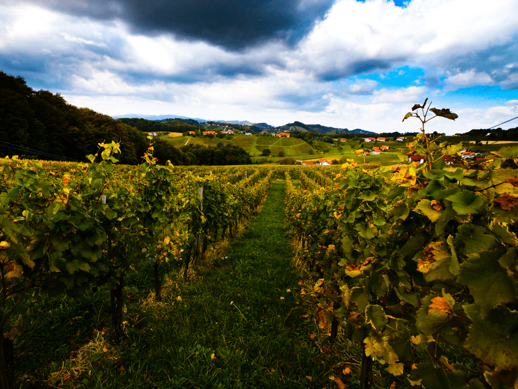 Vodole, wineyards, Maribor