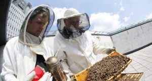 cankarjev dom ljubljana bee path urban beekeeping