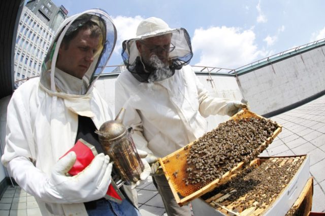 cankarjev dom ljubljana bee path urban beekeeping
