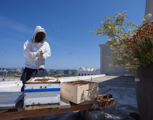 bees-honey-beekeeping-bratislava