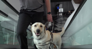 mcec_guide_dogs