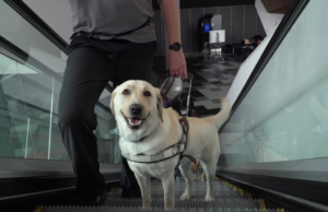 mcec_guide_dogs