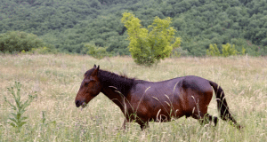 karakachan_horses