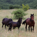 karakachan_horses