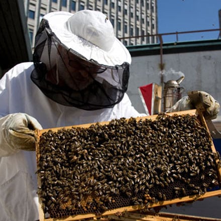 Urban beekeeping Cankarjev dom