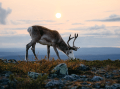 reindeer_finland