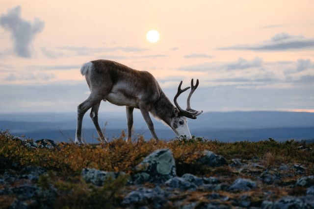 reindeer_finland