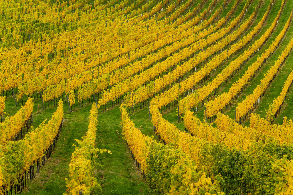 alpe_adria_wine_festival alpe_adria_wine_festival