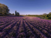 lavender_tihany