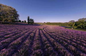 lavender_tihany