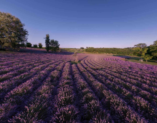 lavender_tihany