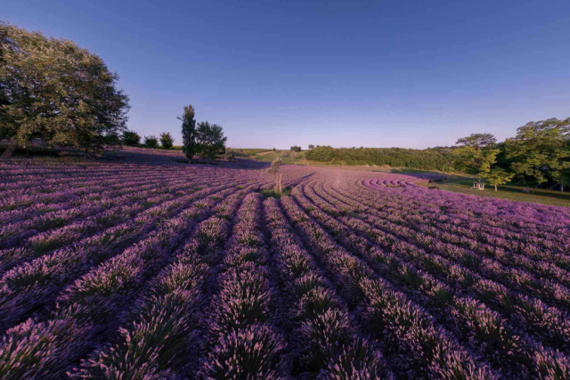 lavender_tihany lavender_tihany