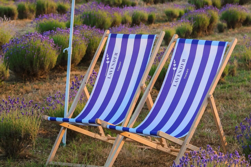 lavender_tihany lavender_tihany